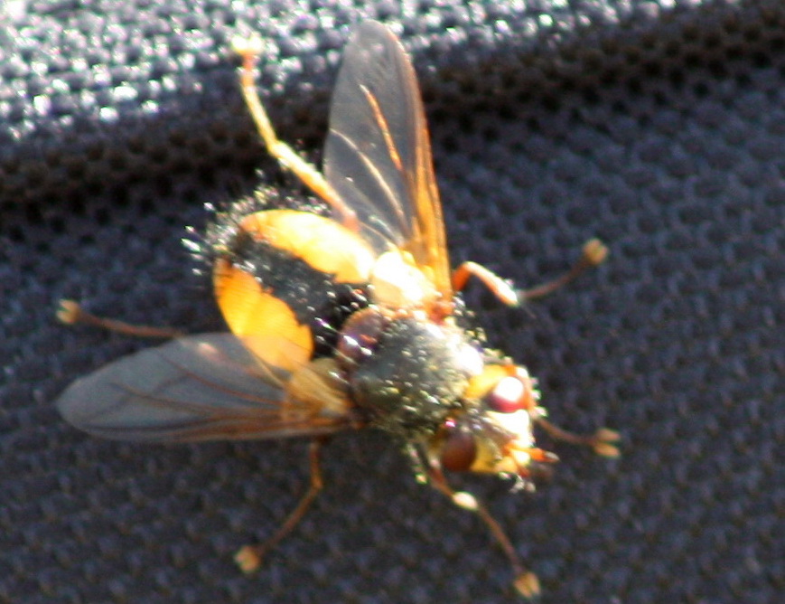 Identificazione sirfide